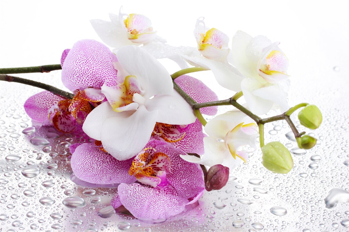Fototapeten Tropfen Tau auf die Zweige der weißen und lila Orchidee