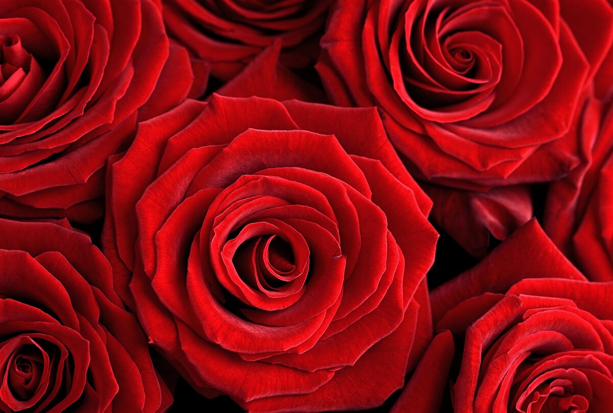 Fototapeten Zusammenfassung traditioneller roter Rosen