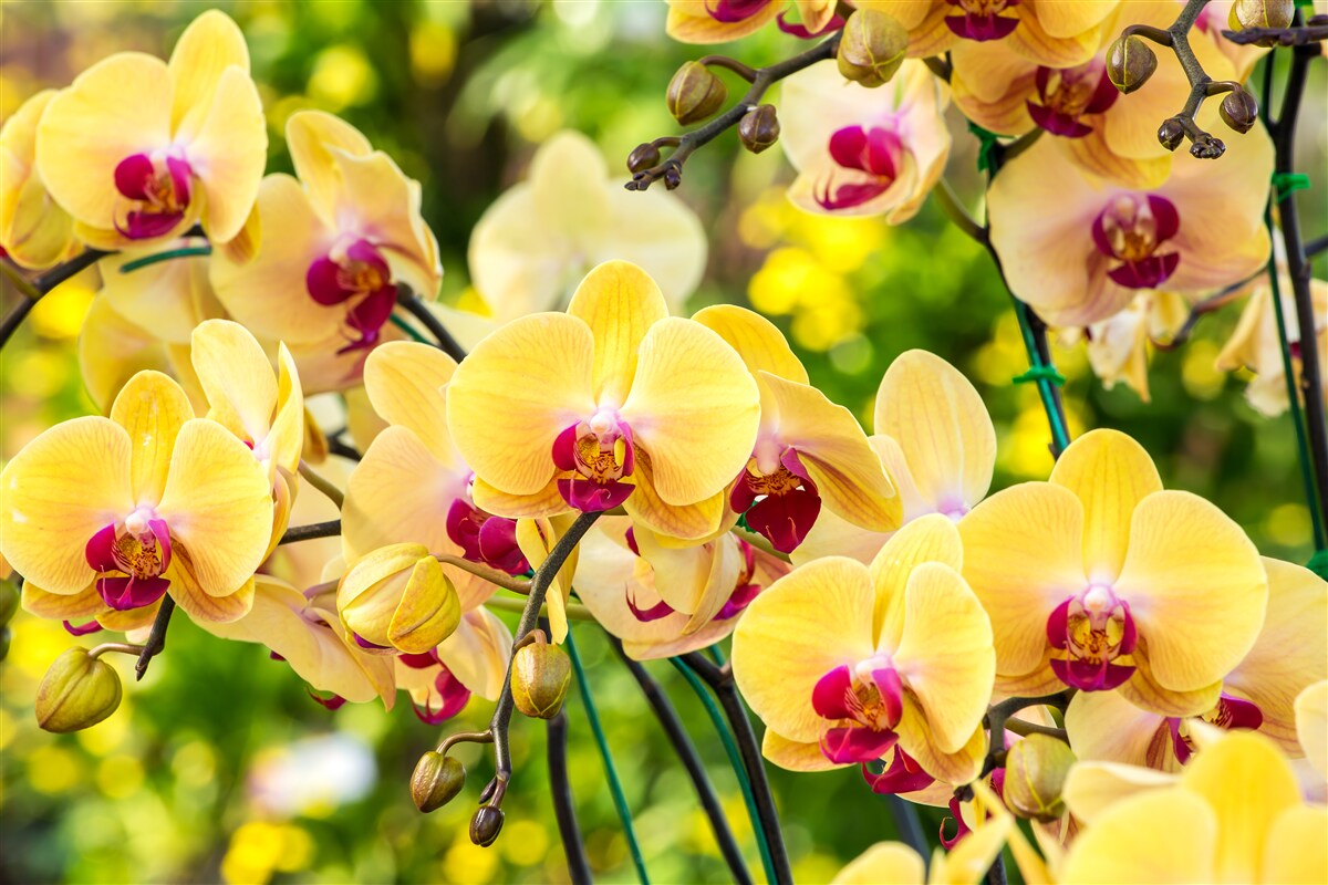 Fototapeten Gelbe Orchideen im Sommergarten