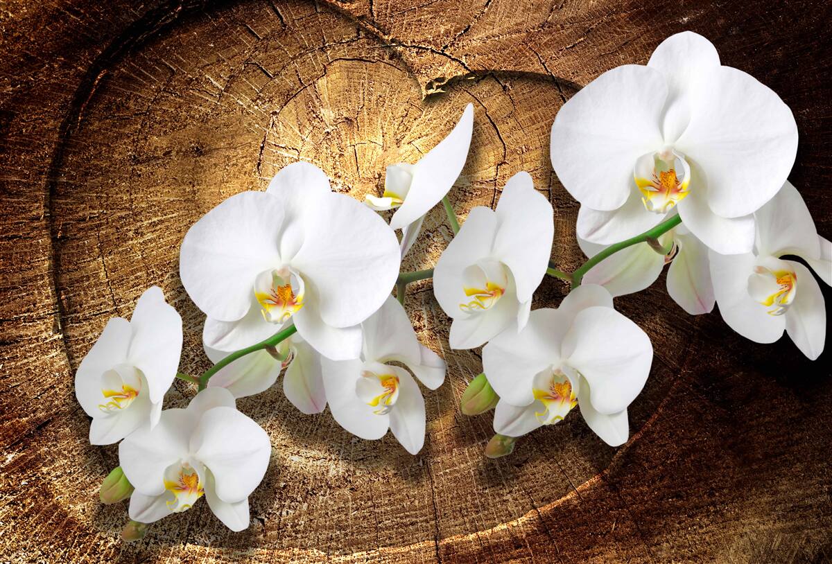 Fototapeten Schnee -White -Orchidee auf einem Schnittstamm eines Baumes