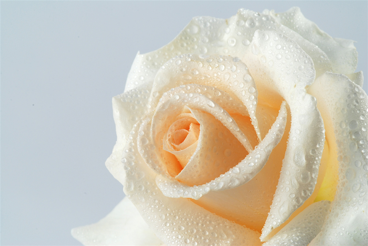 Fototapeten Die Rose ist feucht und cremig