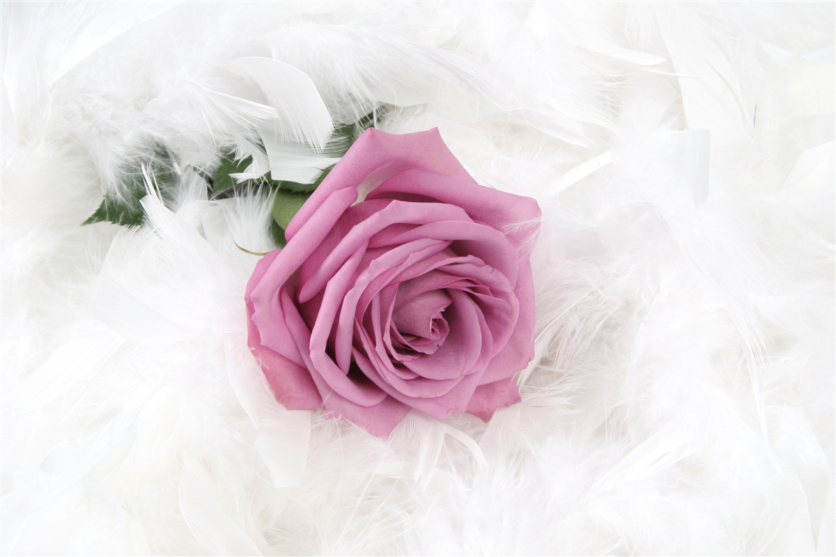 Fototapeten Violet Rose umgeben von weißen Federn