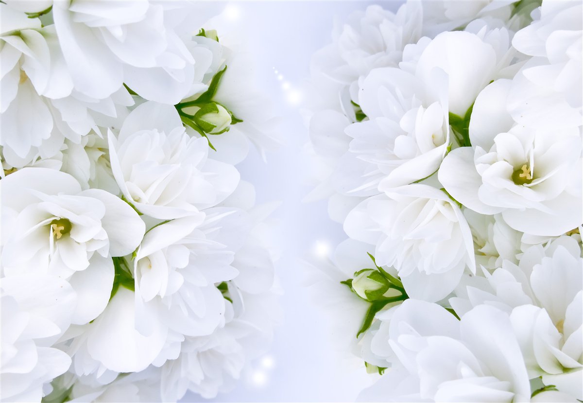 Fototapeten Weiche Blumen, weiß wie Schnee