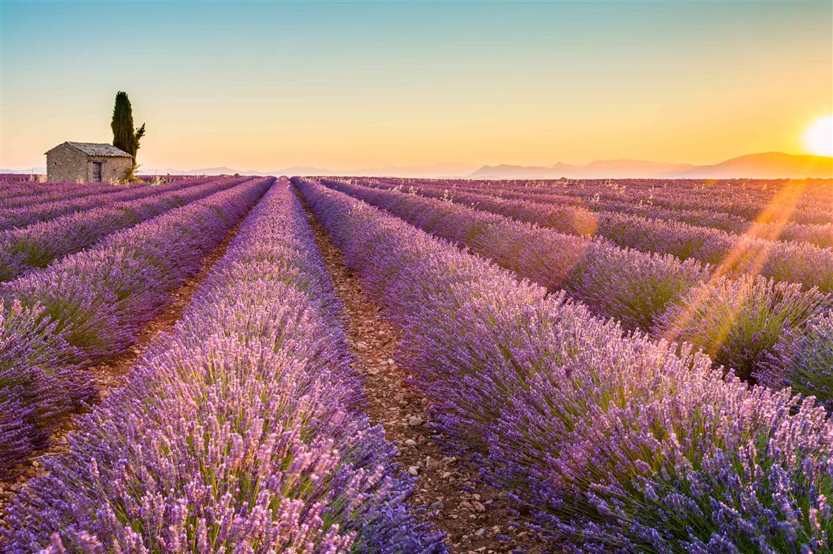 Fototapeten Dawn stand über dem Feld Lavendel auf
