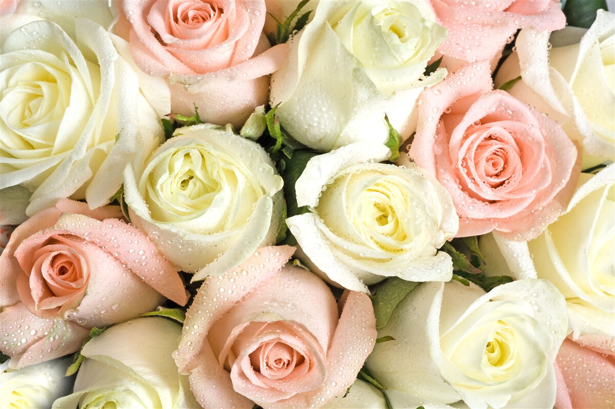 Fototapeten Die Größe von weißen und rosa Rosenblumen