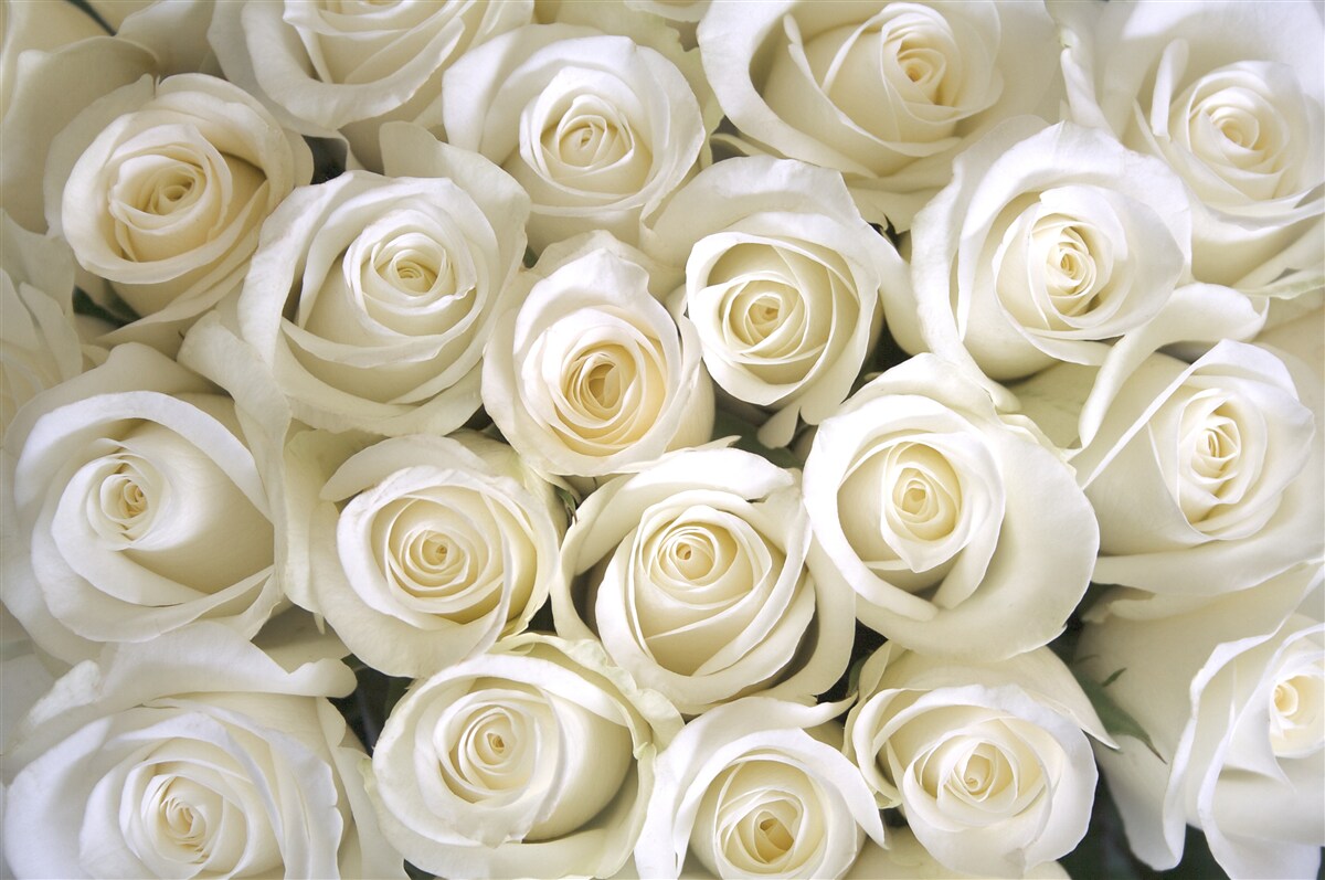 Fototapeten Knöpfe mit schneebedeckten Rosen