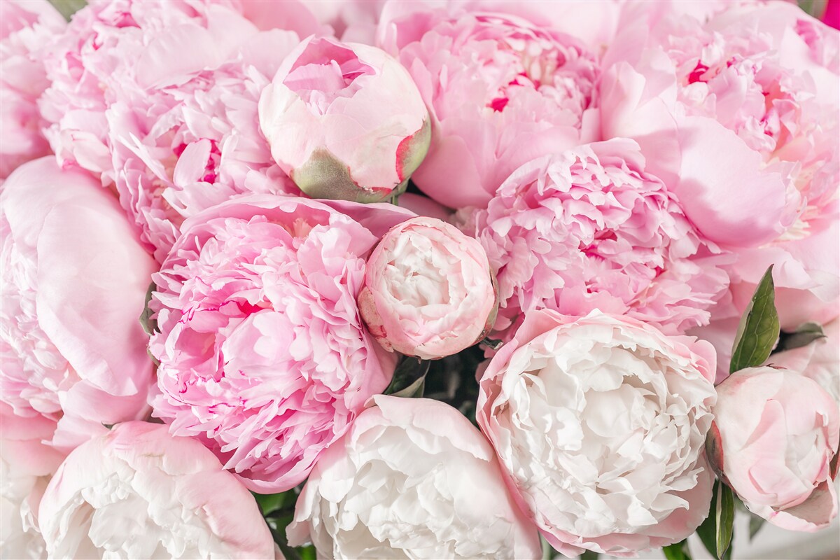 Fototapeten süße rosa Pfingstrosen