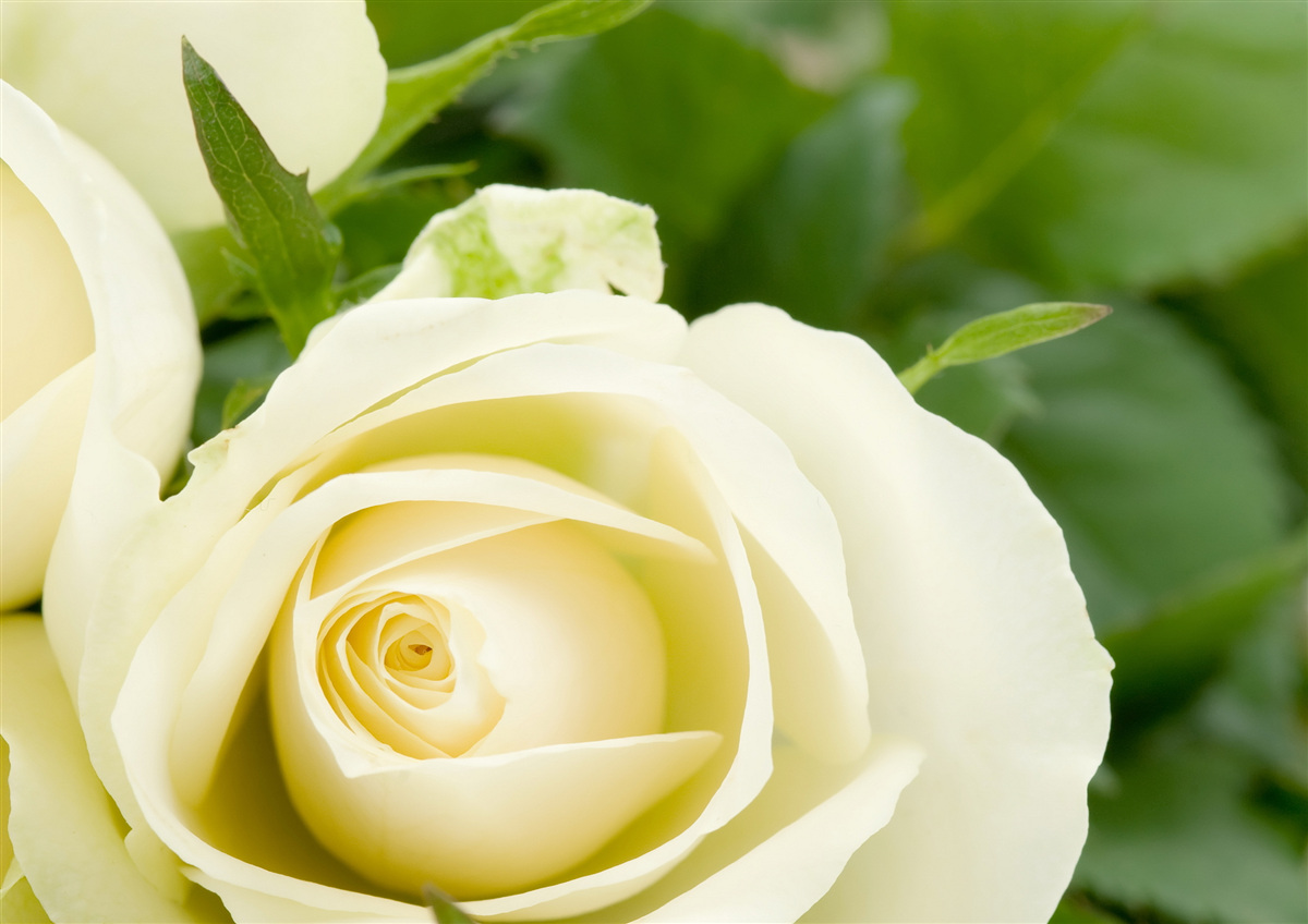 Fototapeten Rose in einem beige Farbton mit grünen Blättern