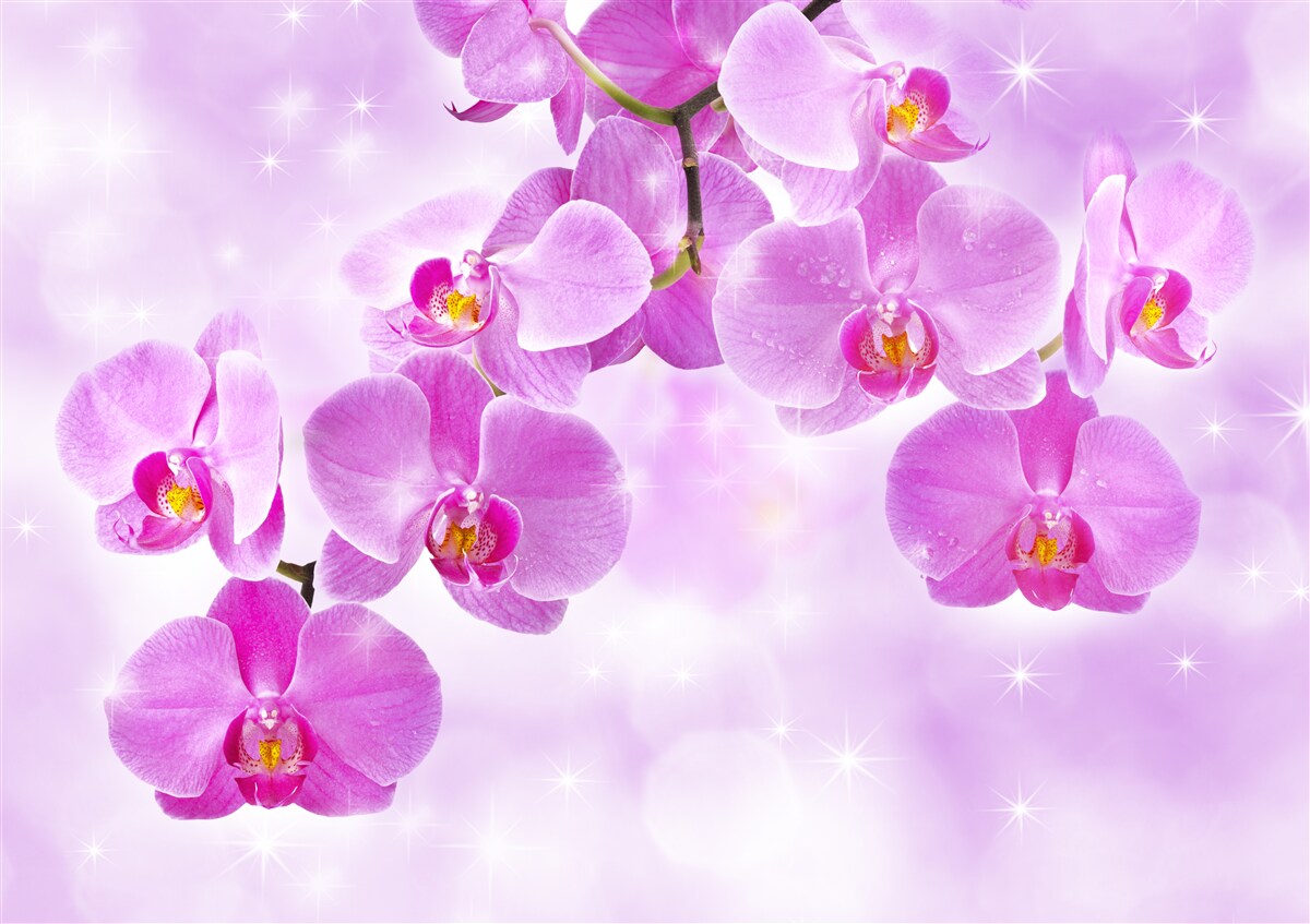 Fototapeten Eine Orchidee mit einem kleinen Farbton, verblassen, biegt