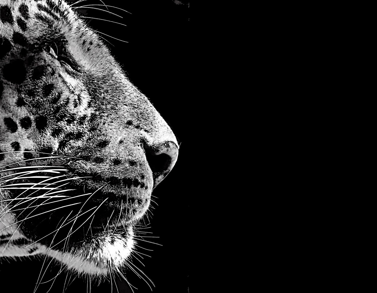 Fototapeten Jaguar in Schwarz und Weiß