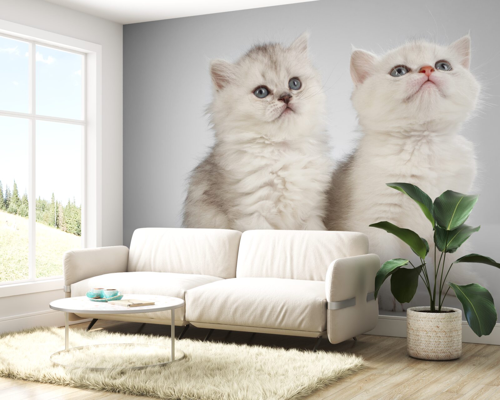 Fototapeten Sie beobachten zwei kleine Katzen