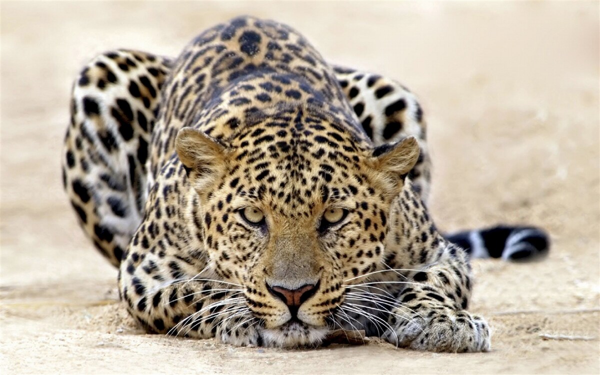 Fototapeten Ein wartender Leopard mit fleckter Haut