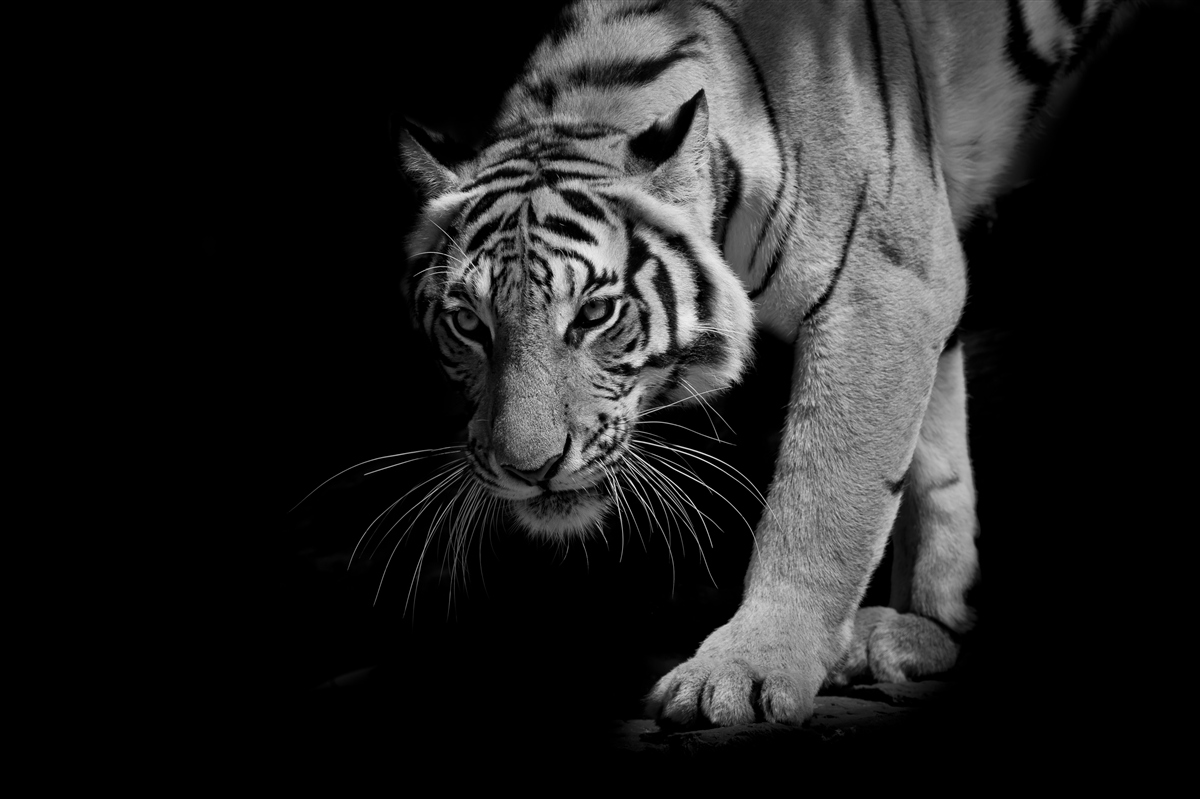 Fototapeten Tiger kriecht vor dem Hintergrund der Dunkelheit