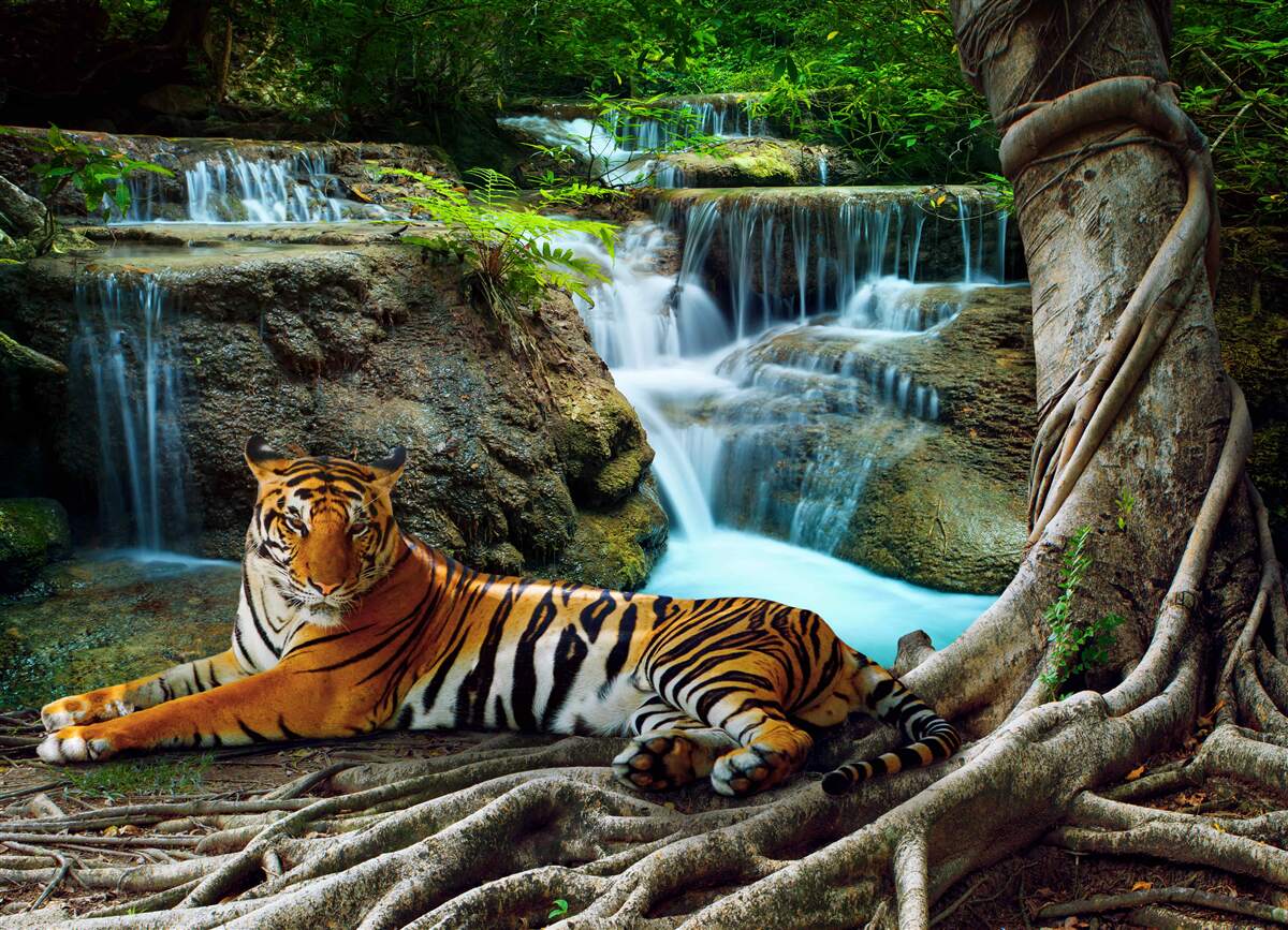 Fototapeten Wir verbrachten Zeit über einen Waldwasserfall