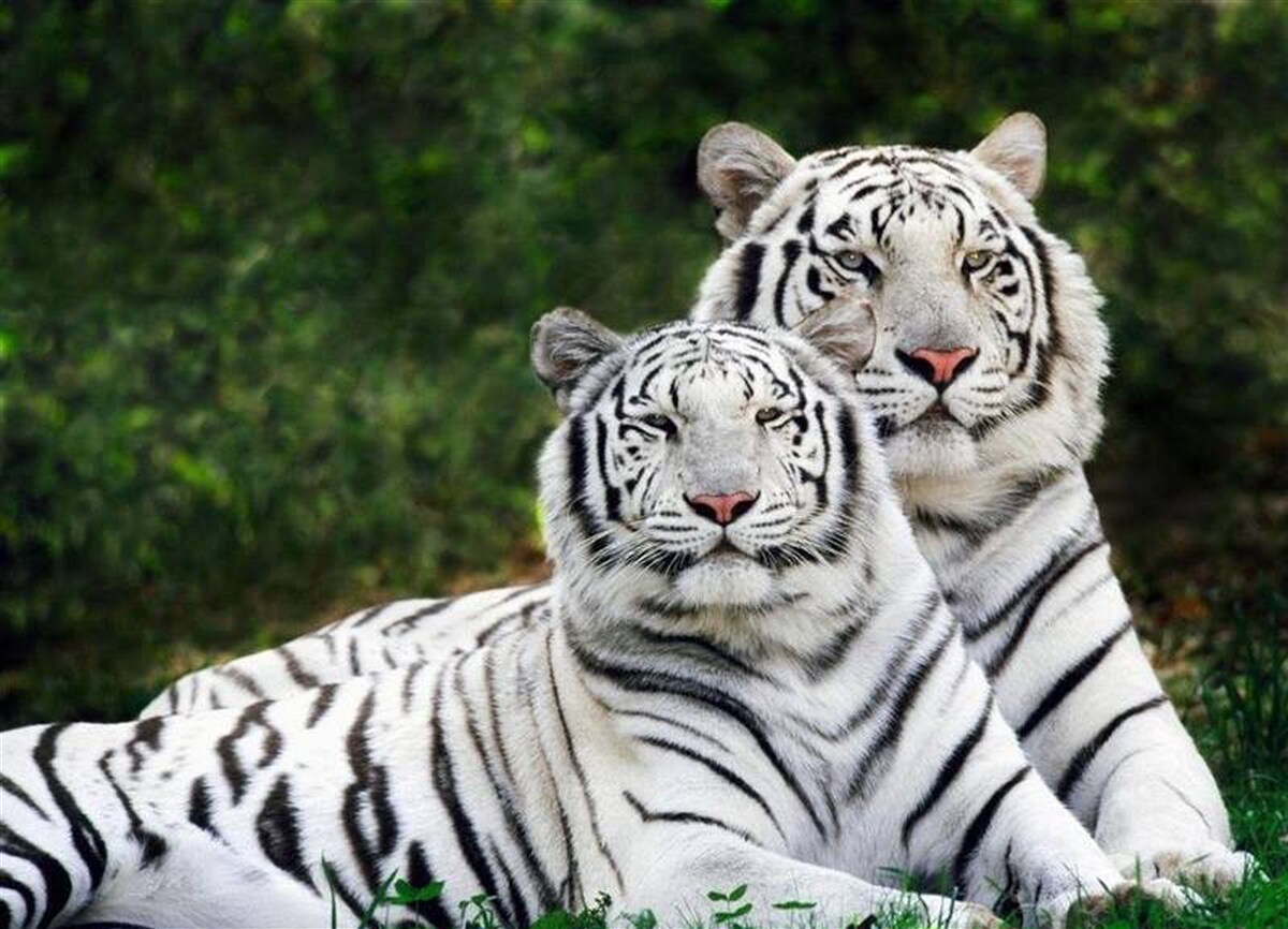 Fototapeten Es gibt zwei weiße Tiger im Wald, verheiratet