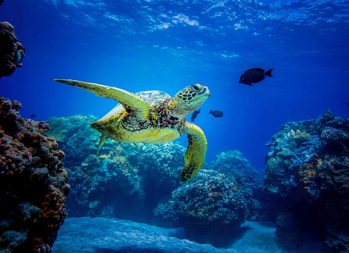 Fototapeten Die grüne Meeresschildkröte schwimmt im Ozean