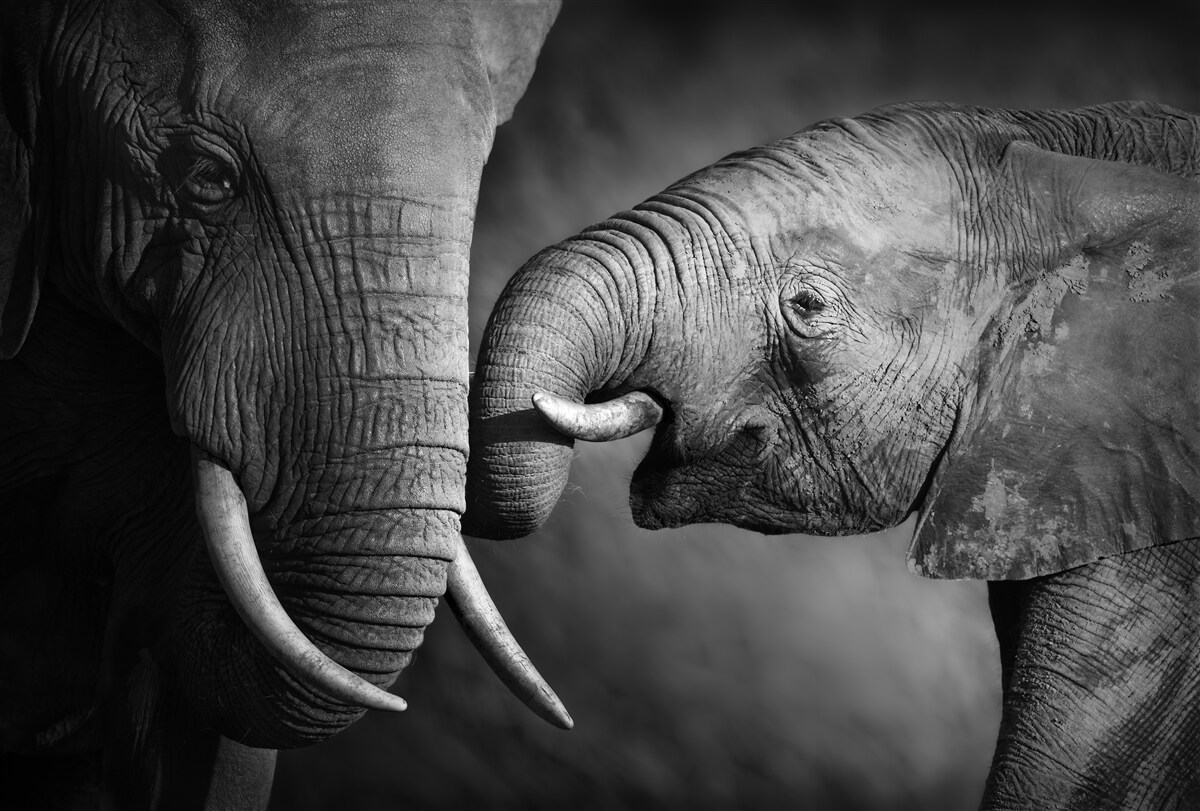 Fototapeten Kleiner Elefant und Mutter sind weiß und schwarz