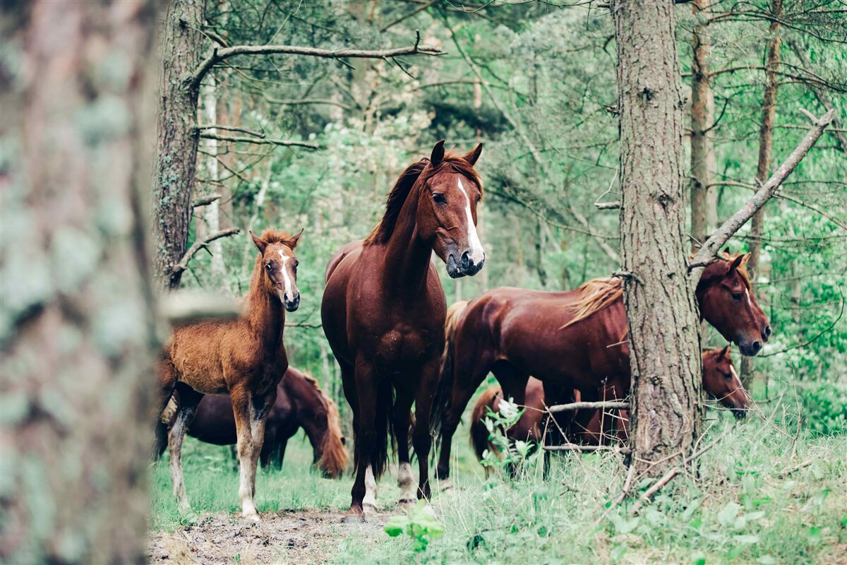 Fototapeten Pferde gehen im Frühling im Wald