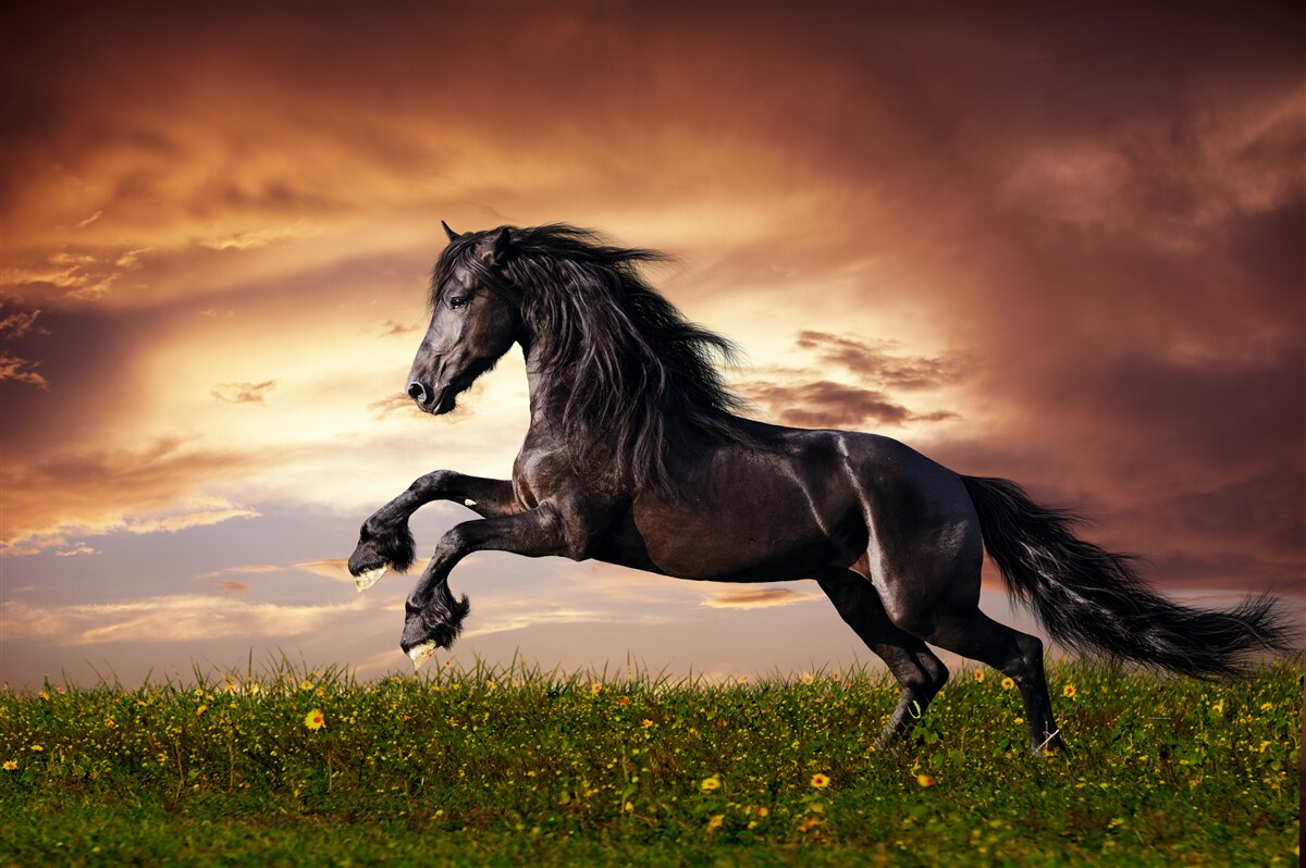 Fototapeten Ein starkes Pferd, das auf grünes Gras springt