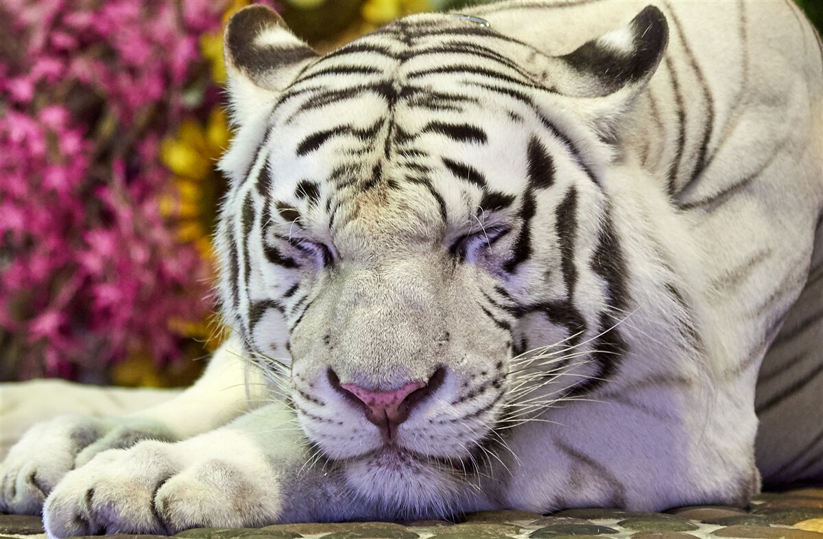 Fototapeten Ein weißer Tiger ruht unter den Blumen