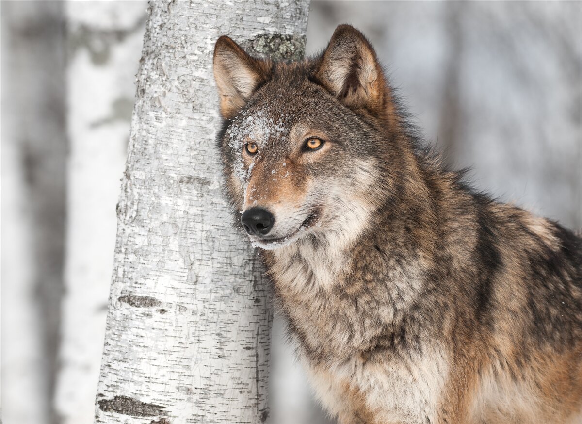 Fototapeten Der Zimtwolf wurde von der Birke überfallen