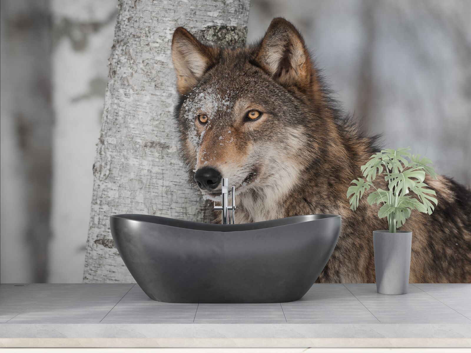 Fototapeten Der Zimtwolf wurde von der Birke überfallen