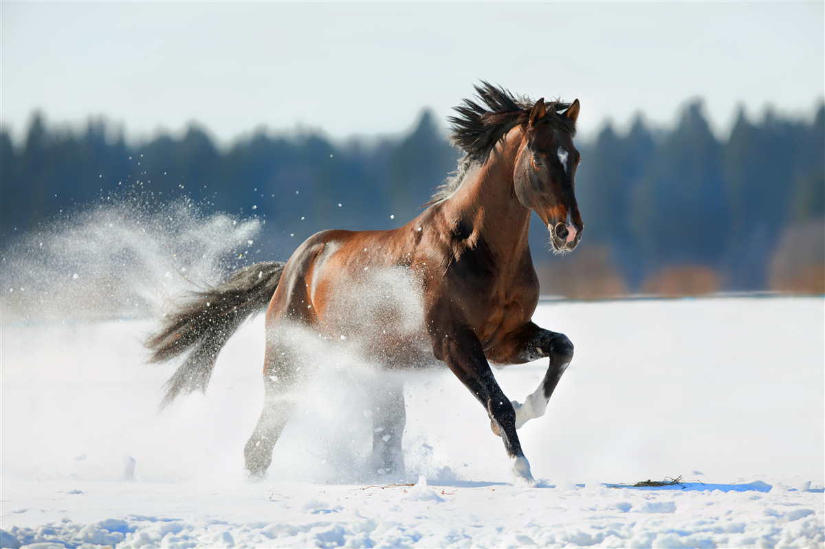 Fototapeten Das Pferd galoppiert auf dem Schnee