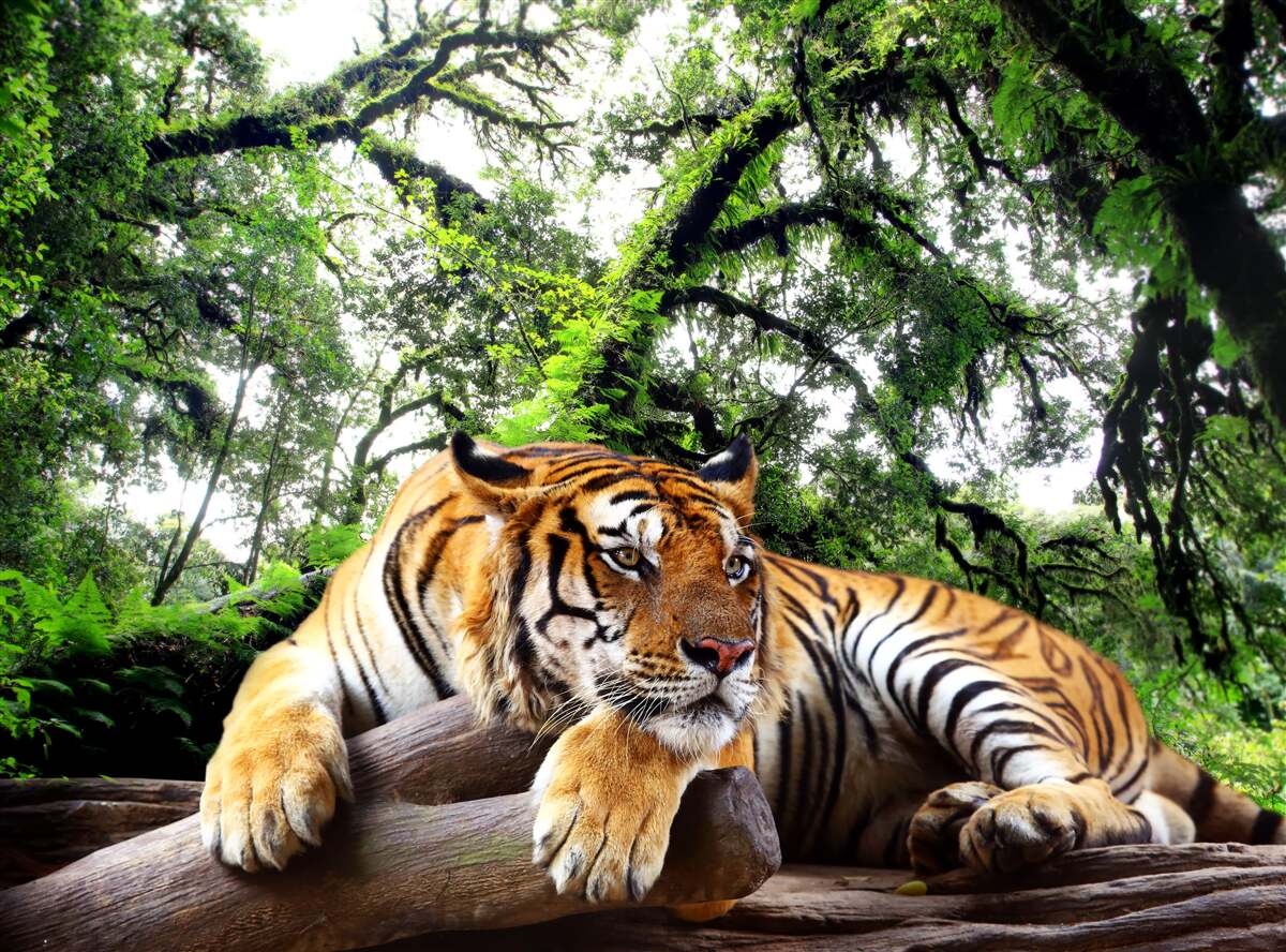 Fototapeten Der Tiger ruht in einem wilden tropischen Dschungel