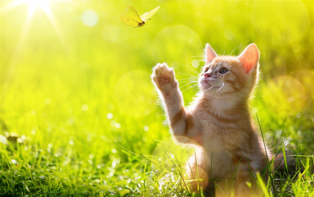 Fototapeten Eine kleine Katze spielt mit einem Schmetterling in einem grünen Feld