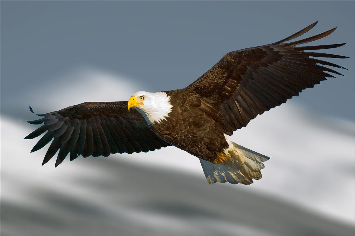 Fototapeten Ein weißer Kurzadler regnet am Himmel