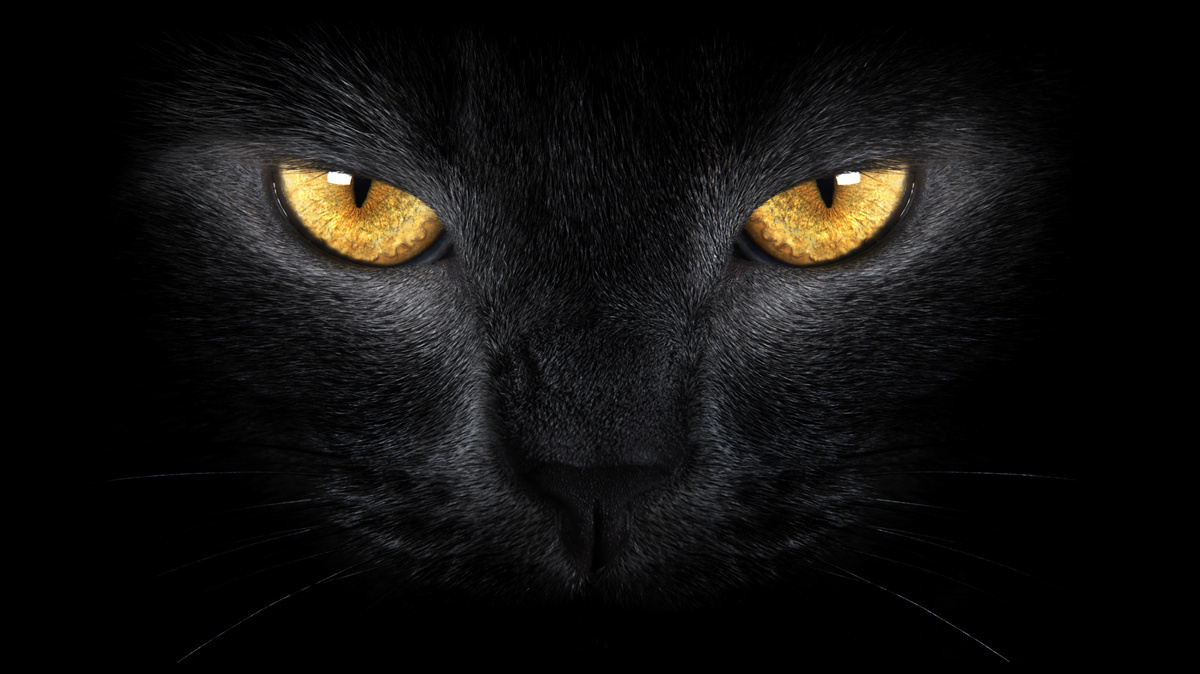 Fototapeten Ein durchdringendes Aussehen einer schwarzen Katze