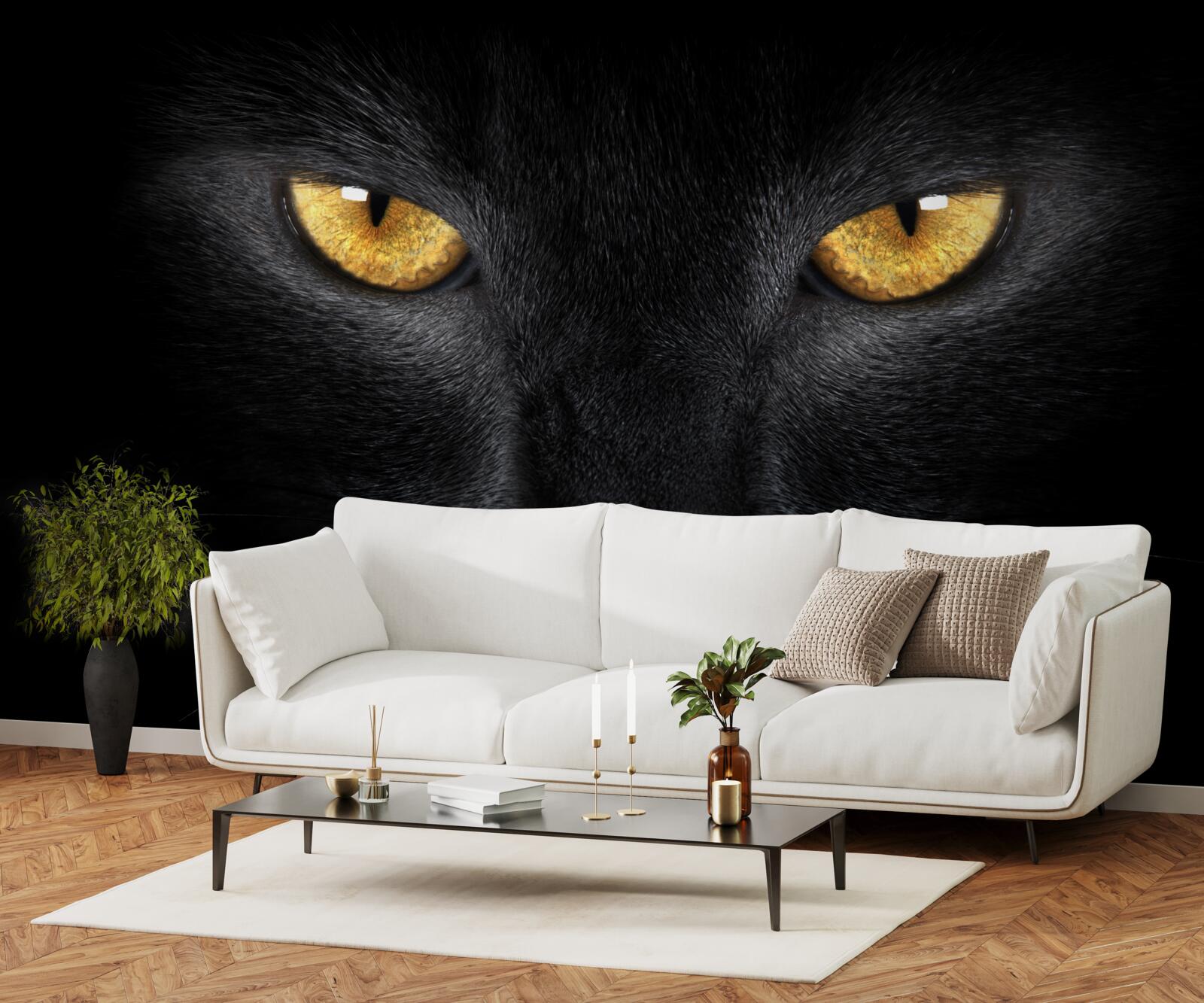 Fototapeten Ein durchdringendes Aussehen einer schwarzen Katze