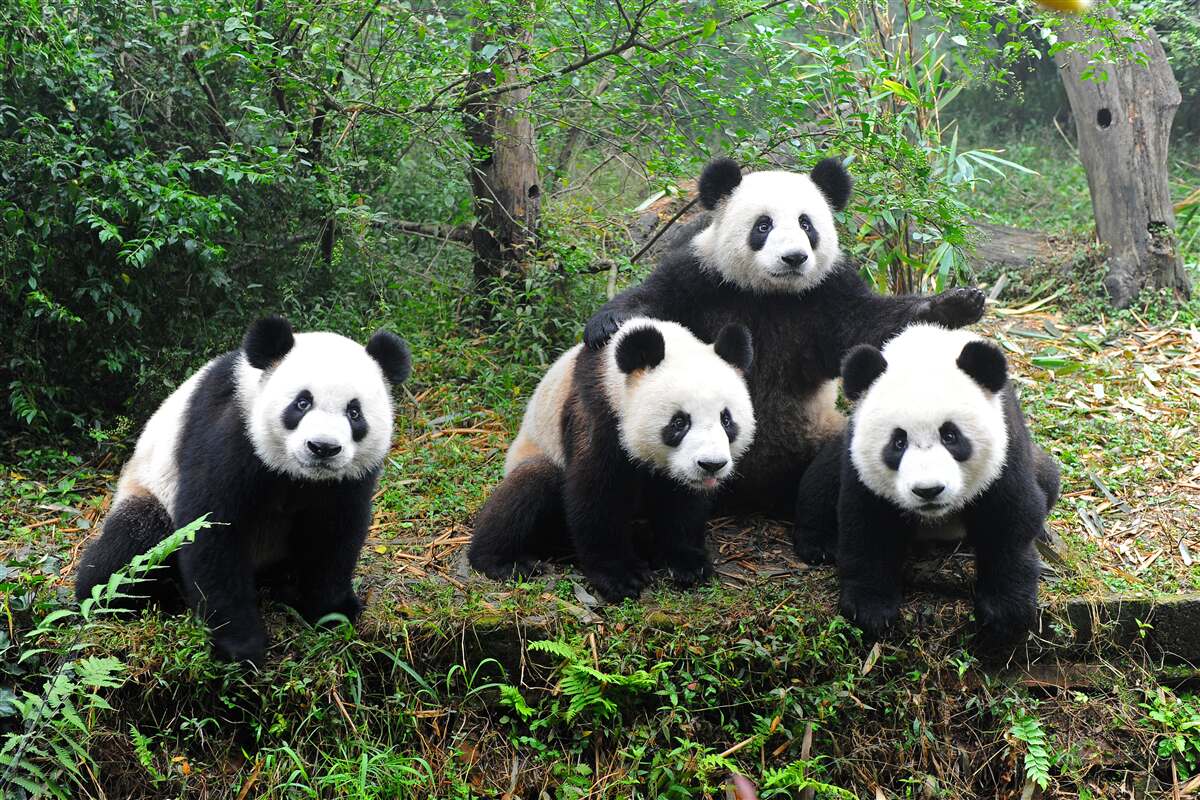 Fototapeten Eine ruhende Familie süßer Panda