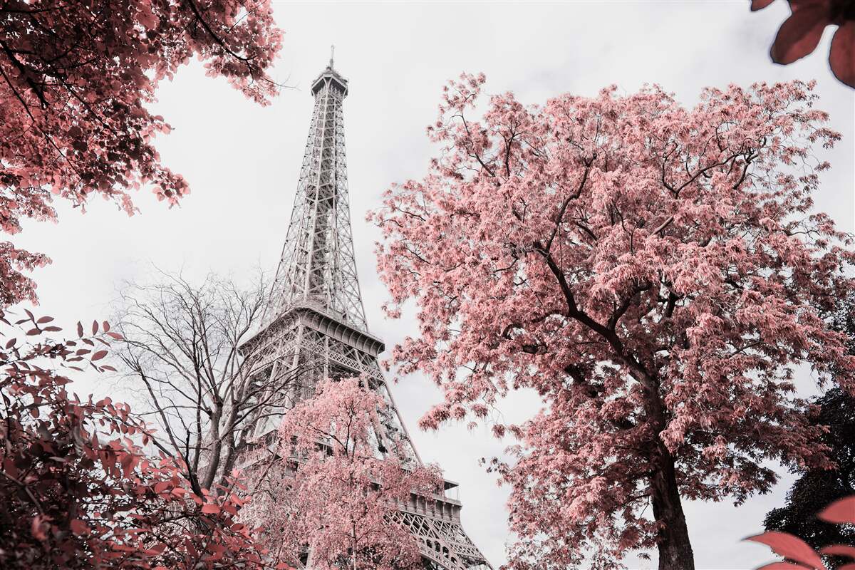 Fototapeten Der Eiffelturm ist von Kirschblumen umgeben