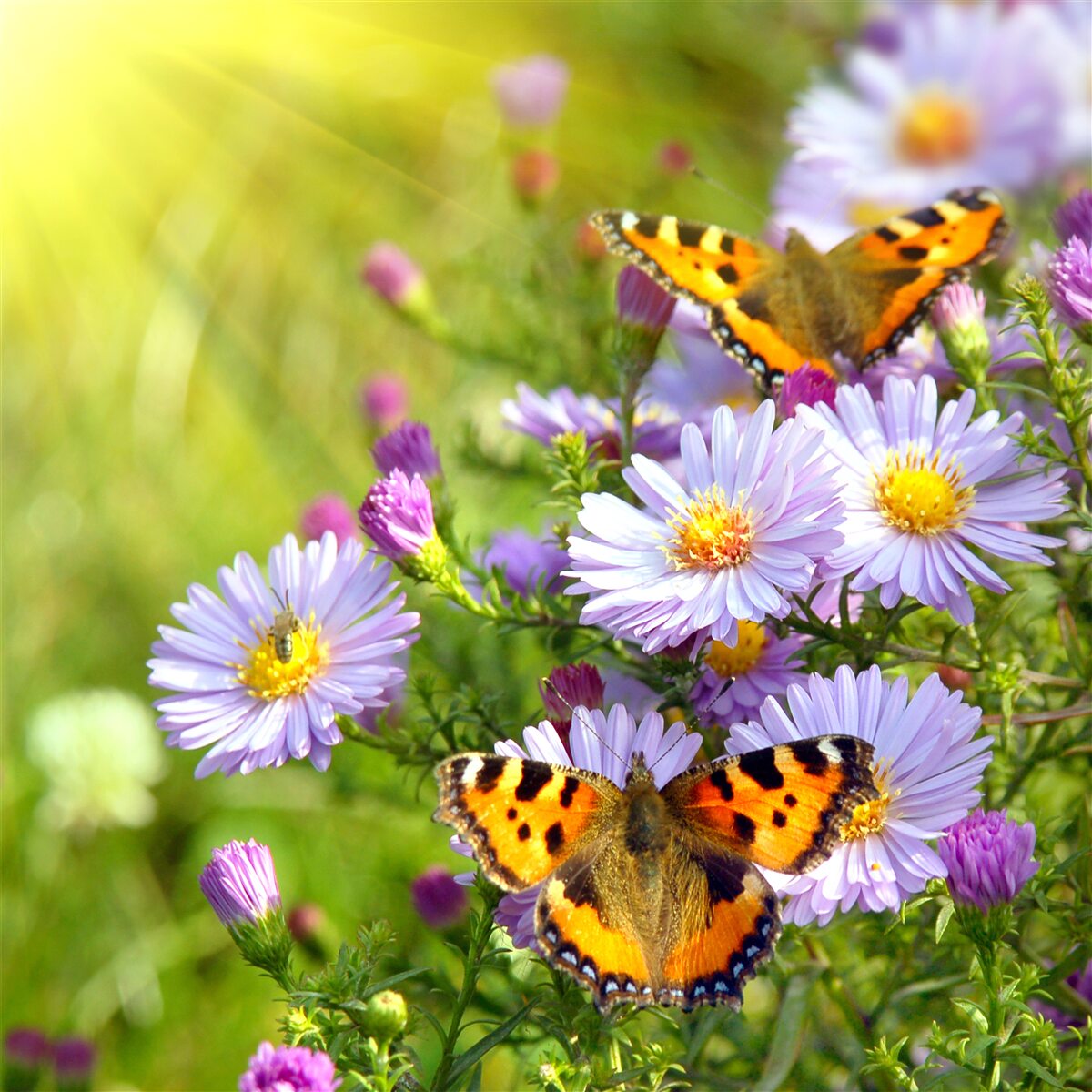 Fototapeten Wiese mit blauen Gänseblümchen und Schmetterlingen