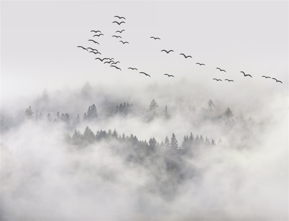 Fototapeten Eine Gruppe von Vögeln fliegt aus dem Nebel und versucht, gemütliche, warme Länder zu finden