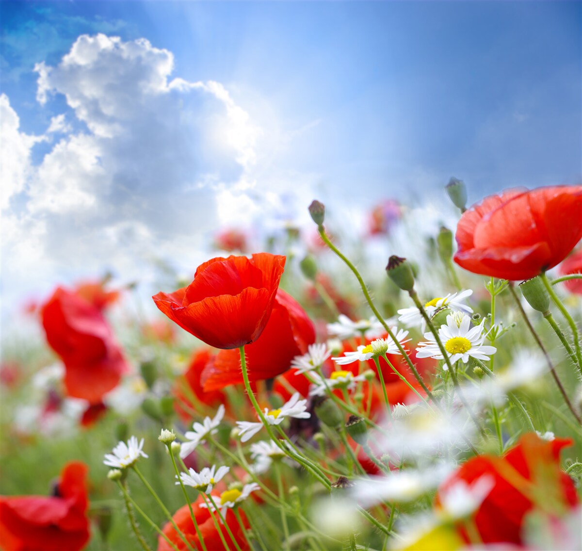 Fototapeten Feldblumen mit hellen Mohnblumen
