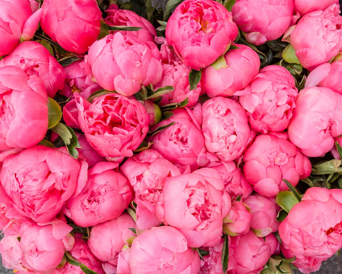Fototapeten süße rosa Pfingstrosen