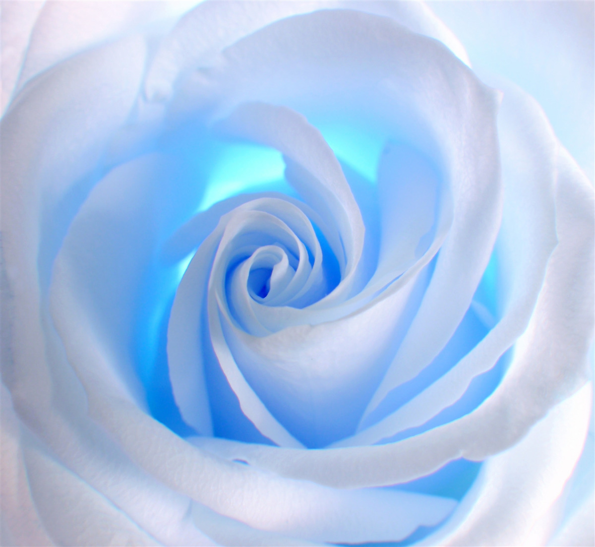 Fototapeten Blaues Licht durchdringt eine zarte weiße Rose