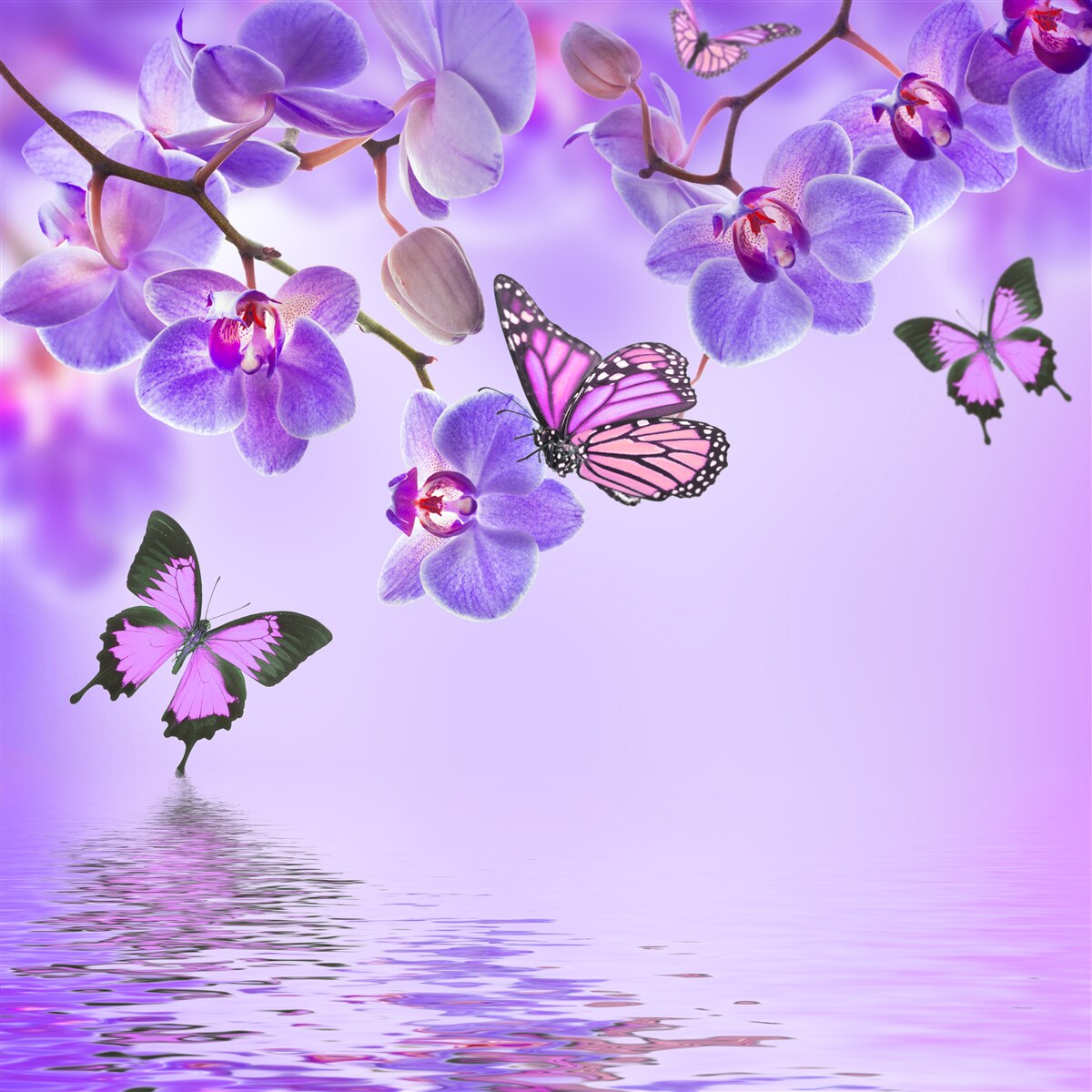 Fototapeten Schmetterlinge und lila Orchidee