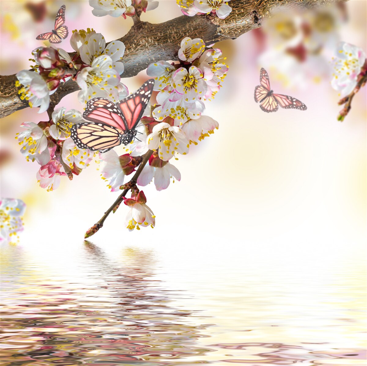 Fototapeten Sakura -Blumen sind ein Zuhause für Schmetterlinge geworden
