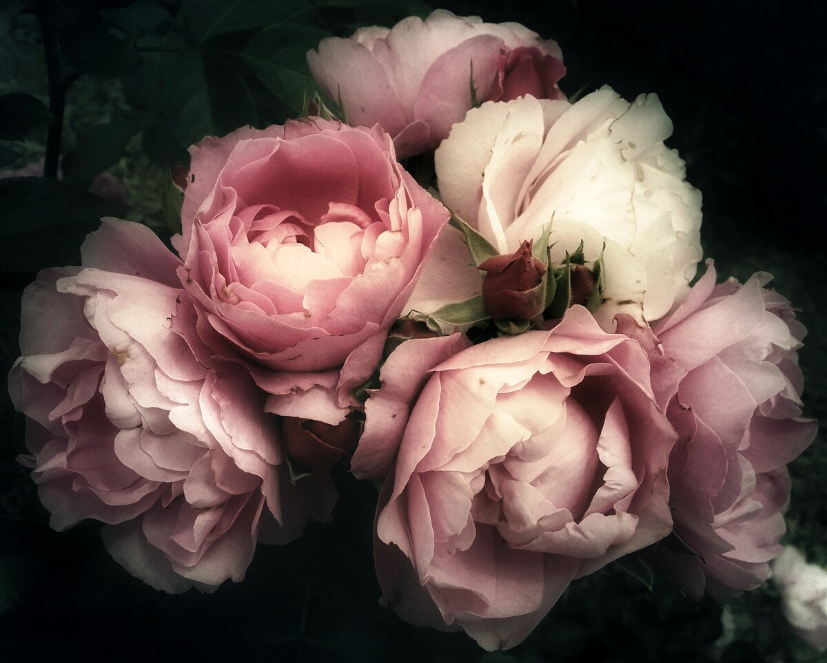Fototapeten Große rosa Rosen