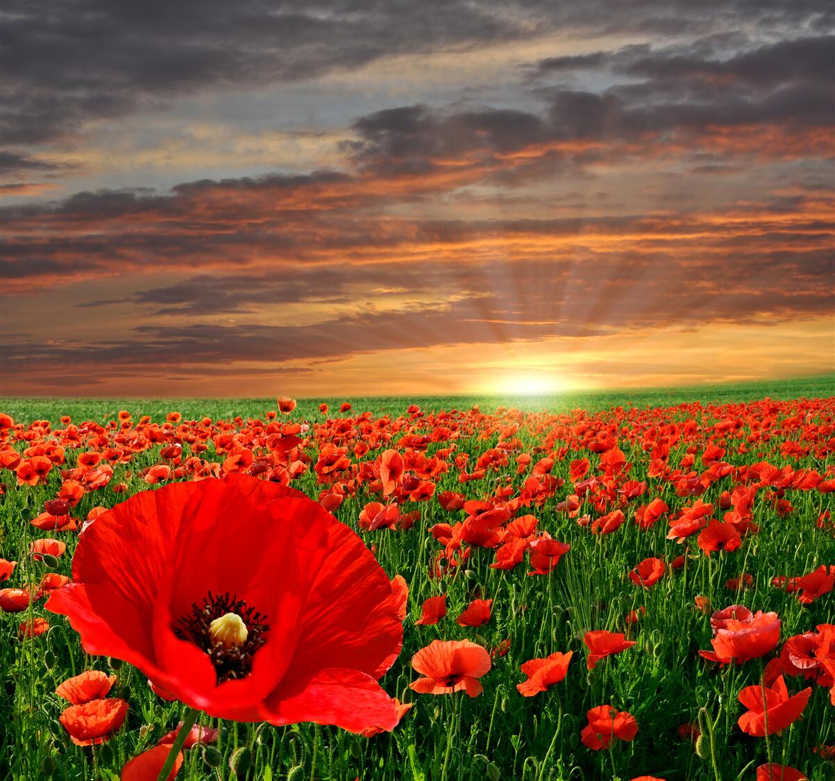 Fototapeten Sonnenuntergang über dem Feld der purpurroten Mohnblumen