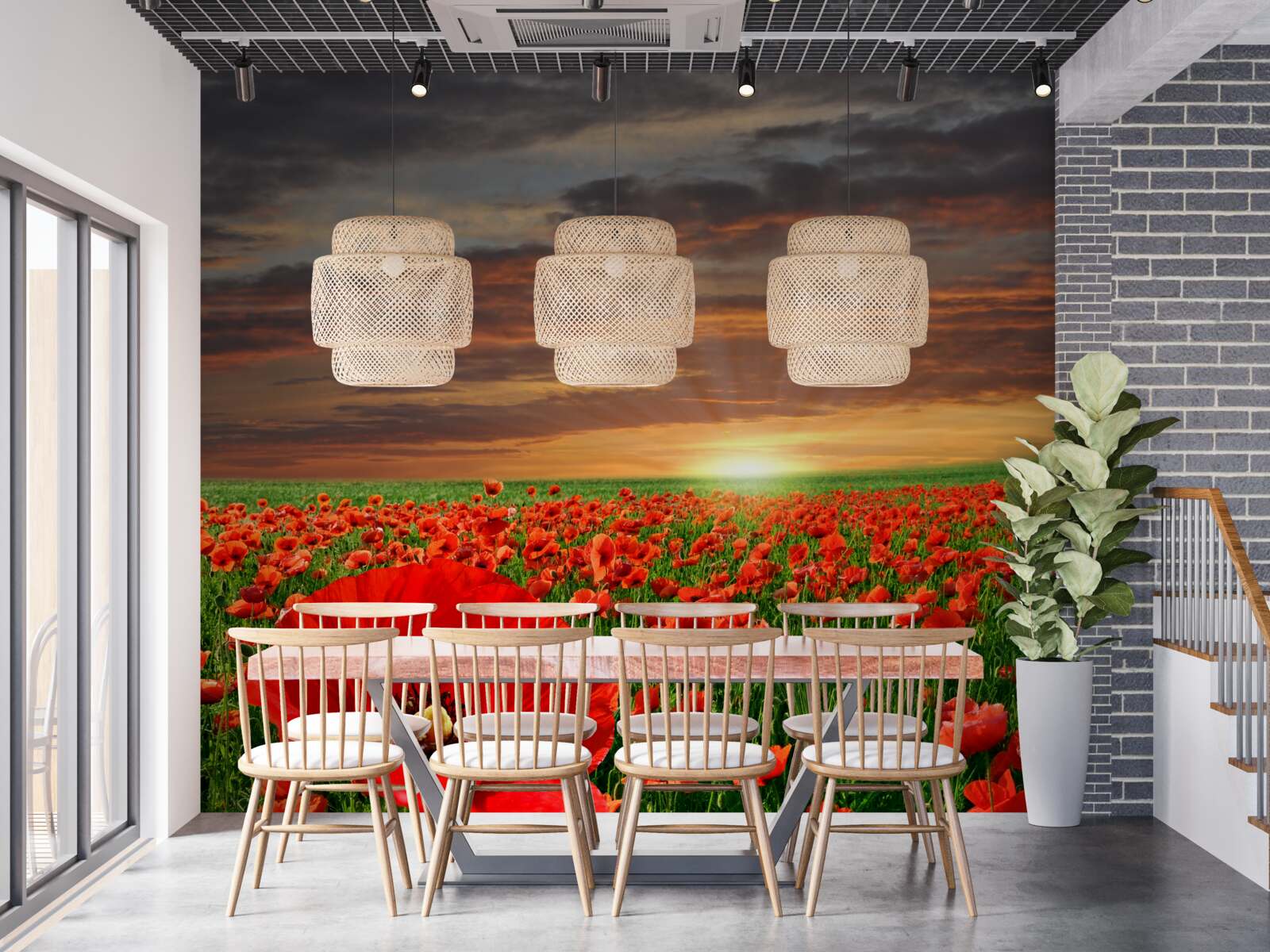 Fototapeten Sonnenuntergang über dem Feld der purpurroten Mohnblumen