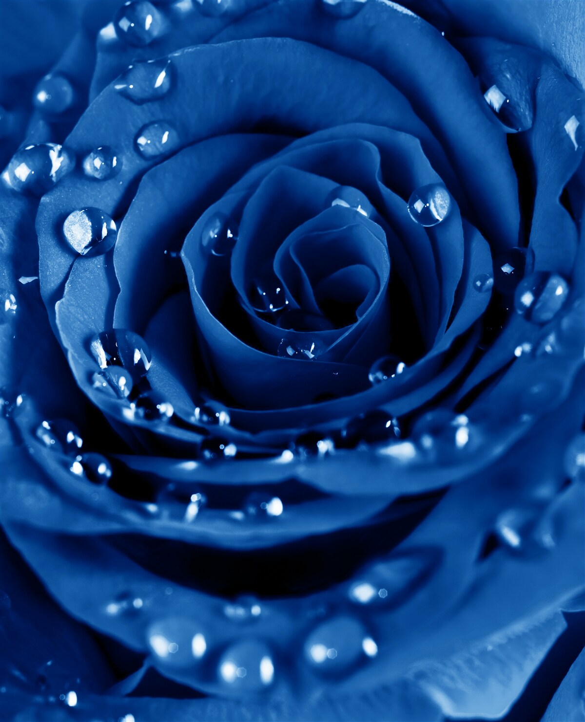 Fototapeten Blaue Rose mit Wassertropfen dekoriert