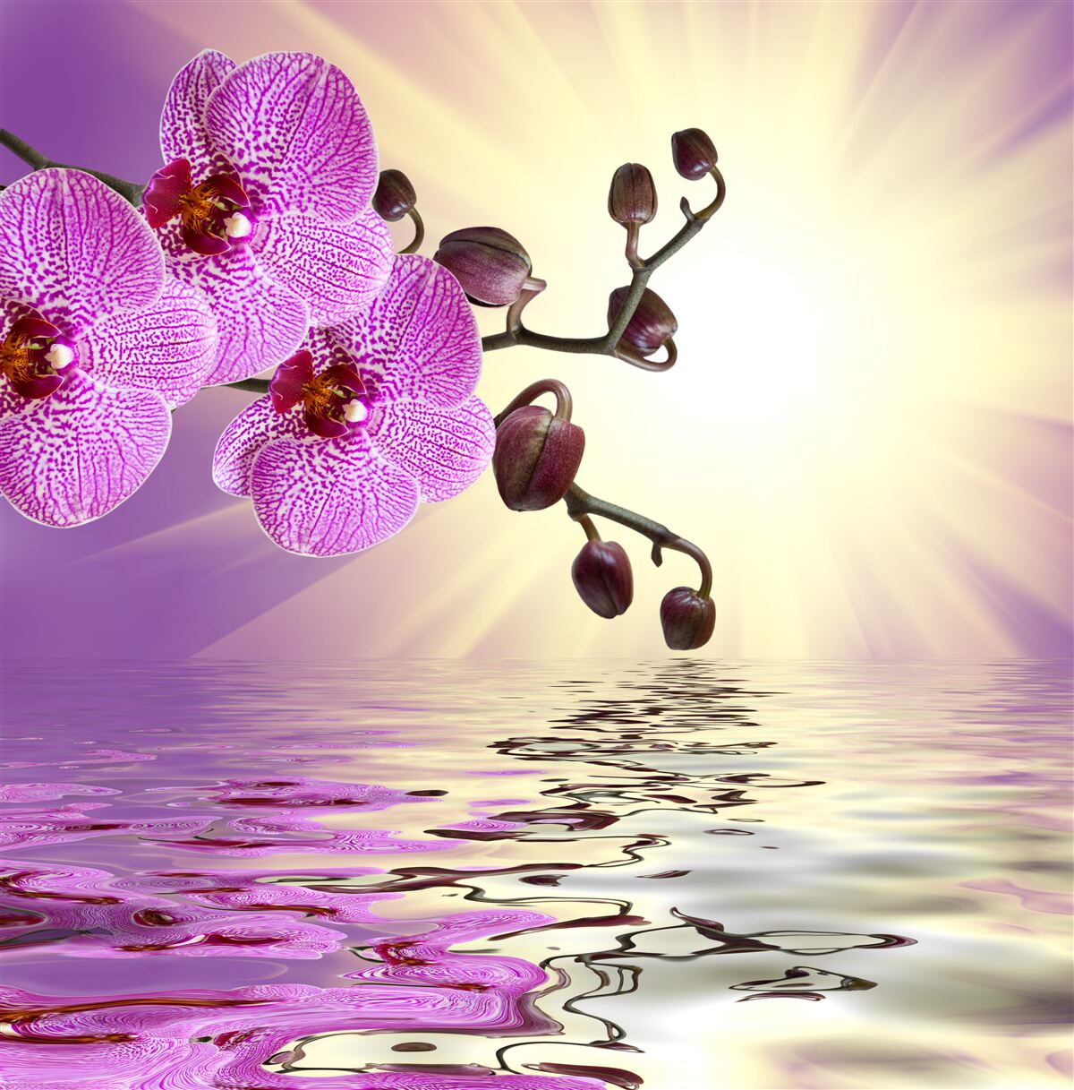 Fototapeten Reflexion der Orchidee im Wasser