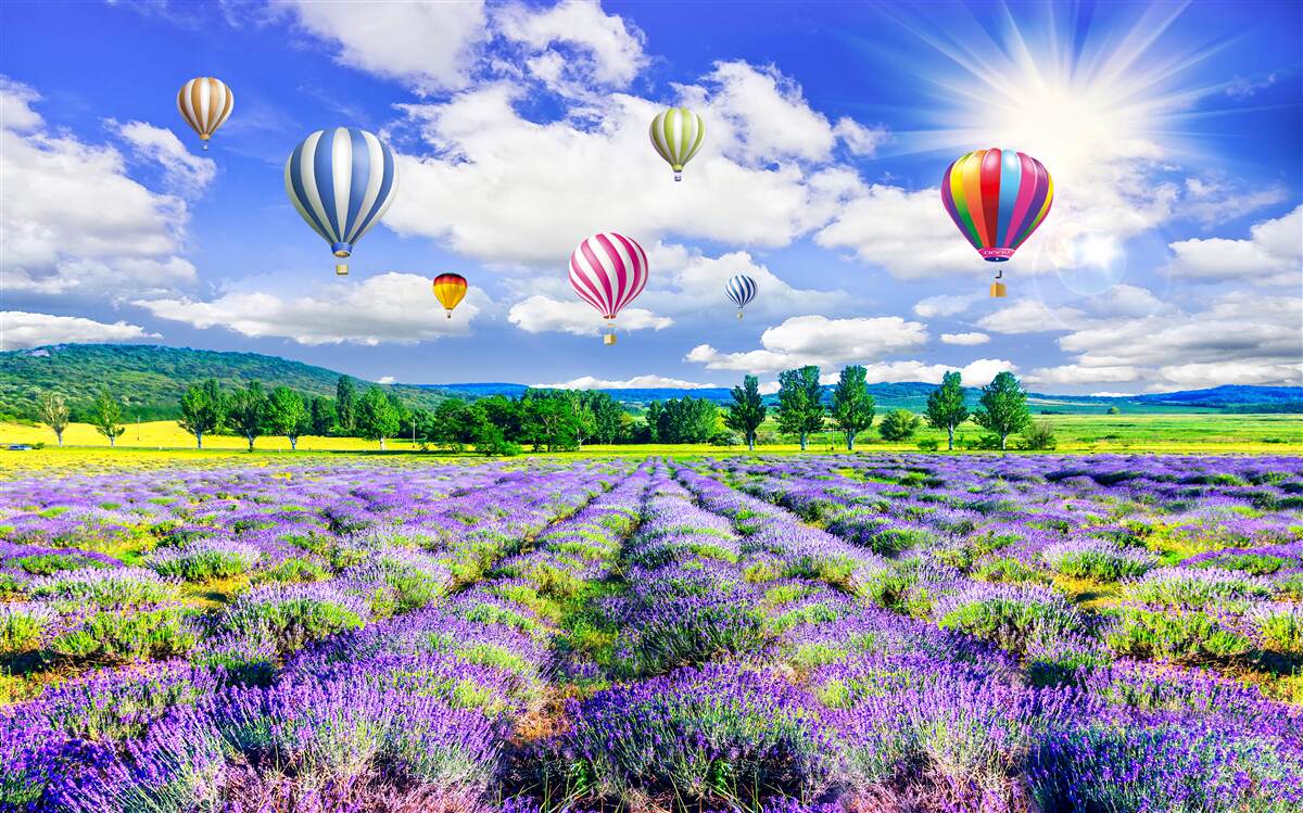Fototapeten Bunte Luftballons über dem Feld mit Lavendel