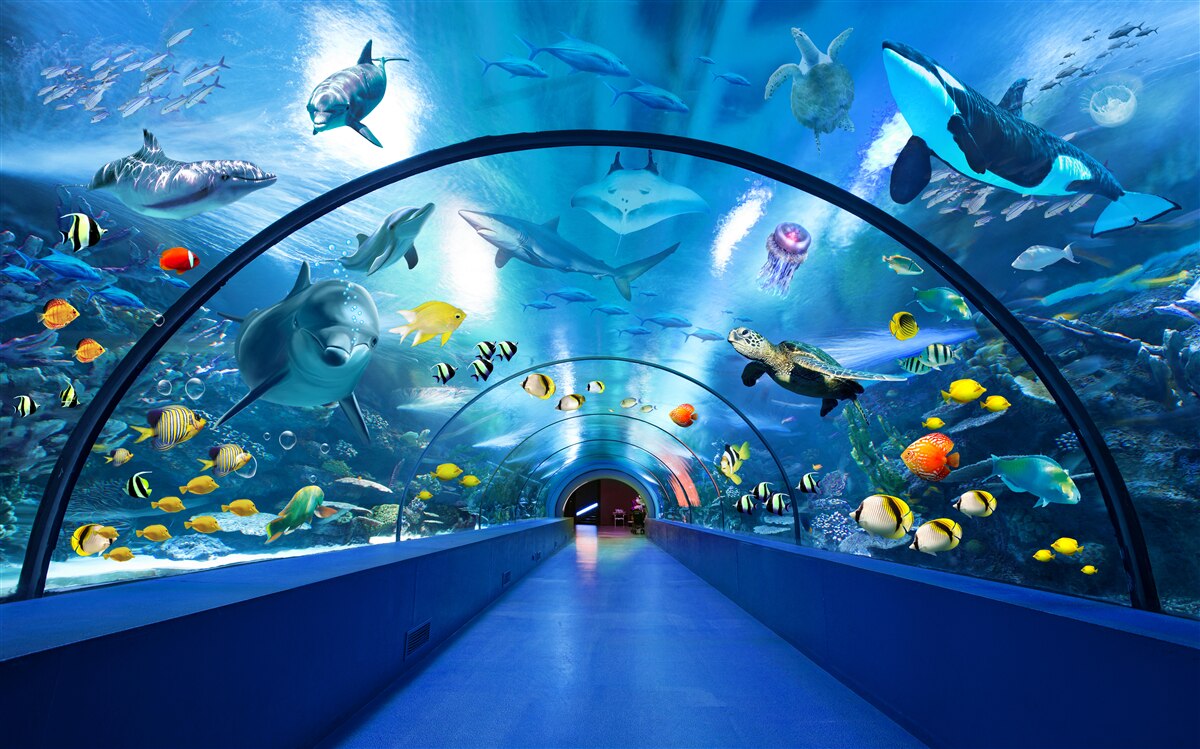 Fototapeten Faszinierender Aquarientunnel