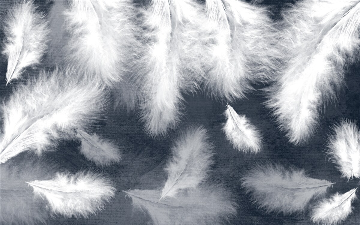 Fototapeten Luftige flauschige weiße Federn