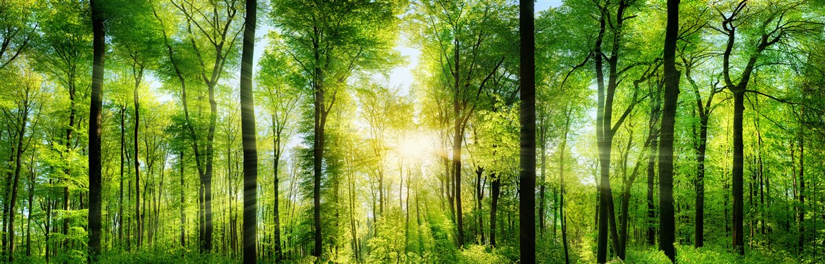 Fototapeten Die Sonnenstrahlen durchdringen durch die Blätter der Bäume